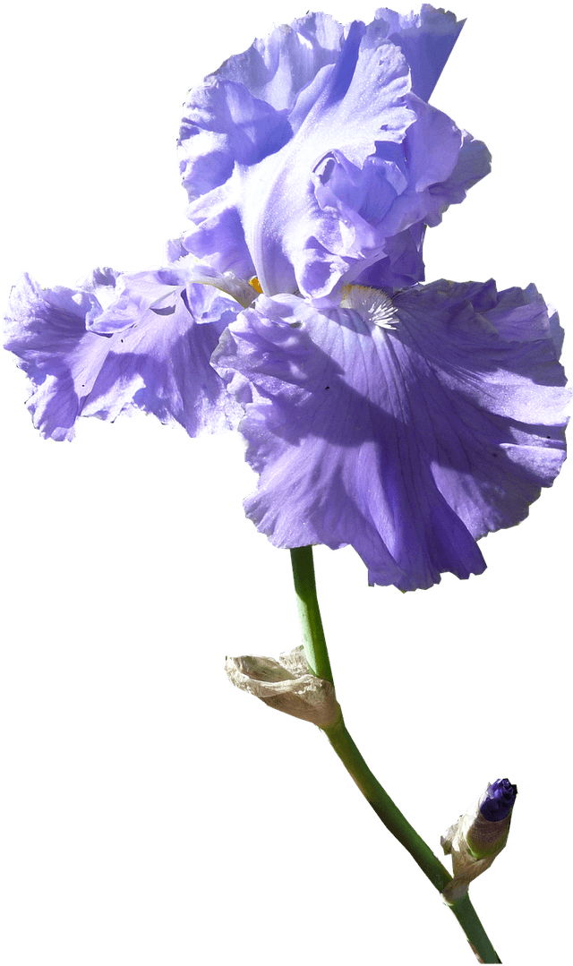 Изображение цветка