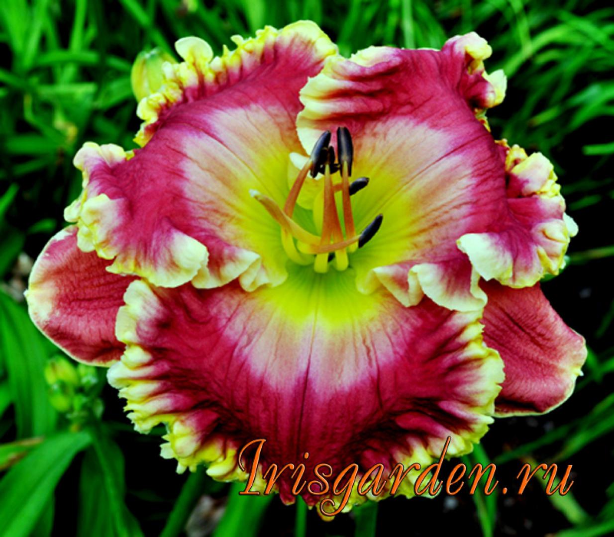 CHERRY ICE CREAM SMILE