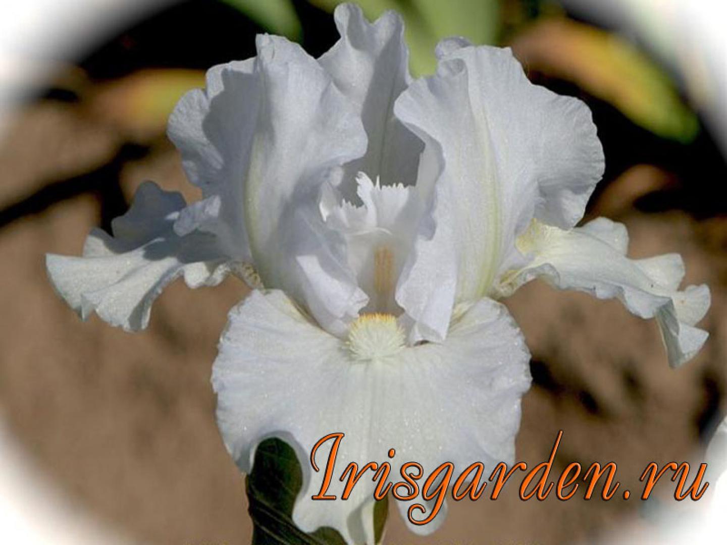 FIRST LADY OF SPRING