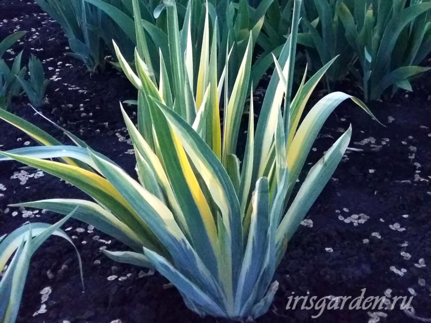 PALLIDA AUREA VARIEGATA