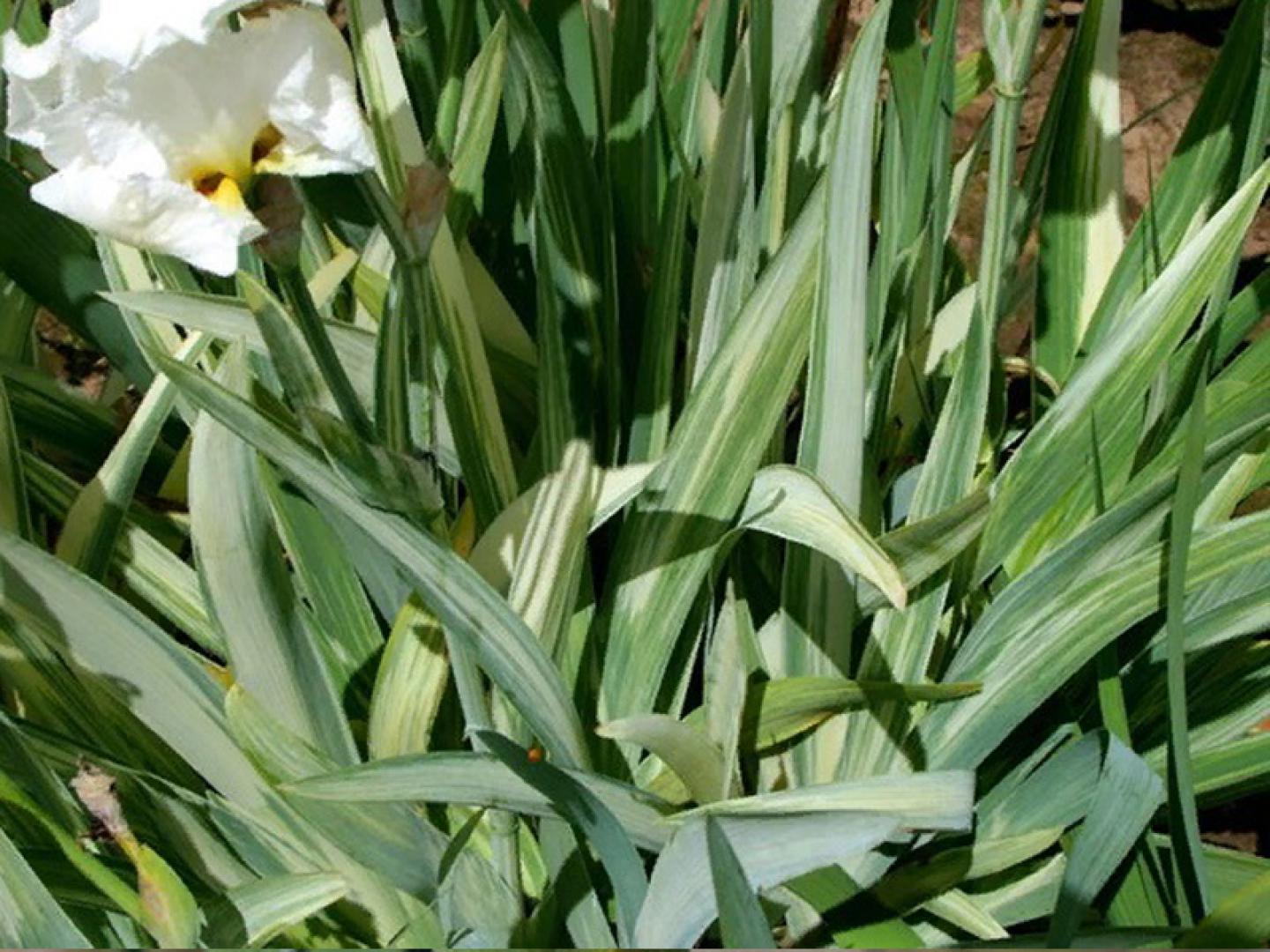 LEPRECHAUN’S TRICK